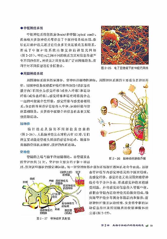 人体生命活动的神经调节(3)