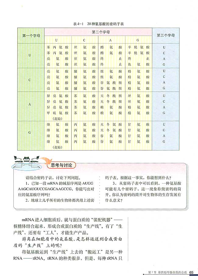 基因指导蛋白质的合成(4)