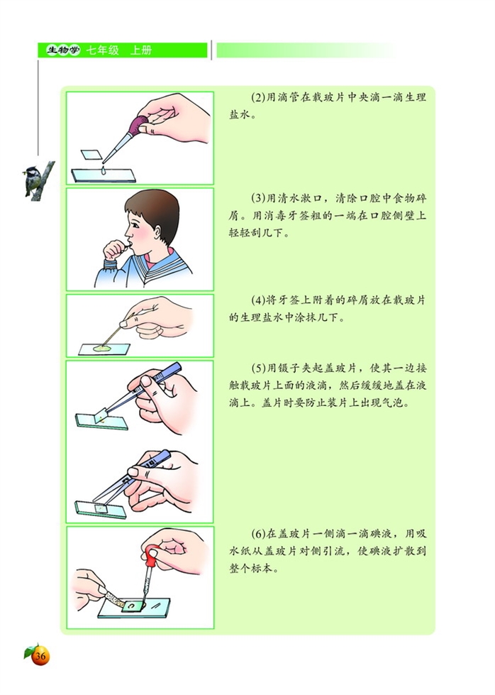 细胞的基本结构和功能(6)