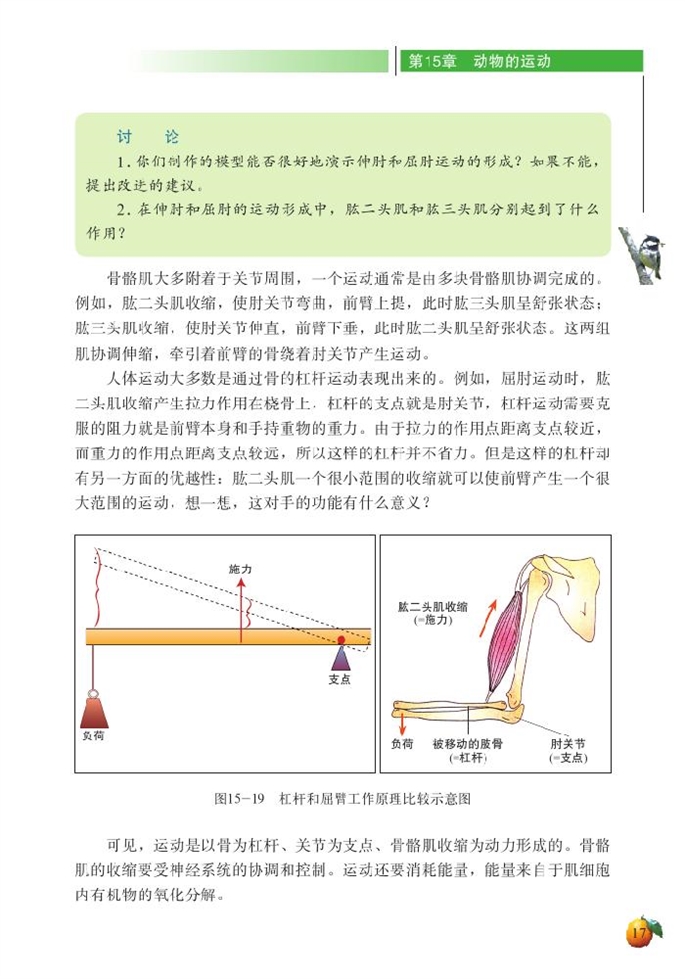 动物运动的形成(10)