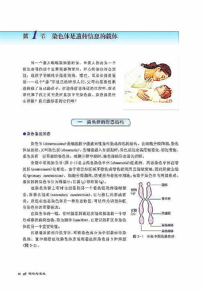 染色体是遗传信息的载体(2)