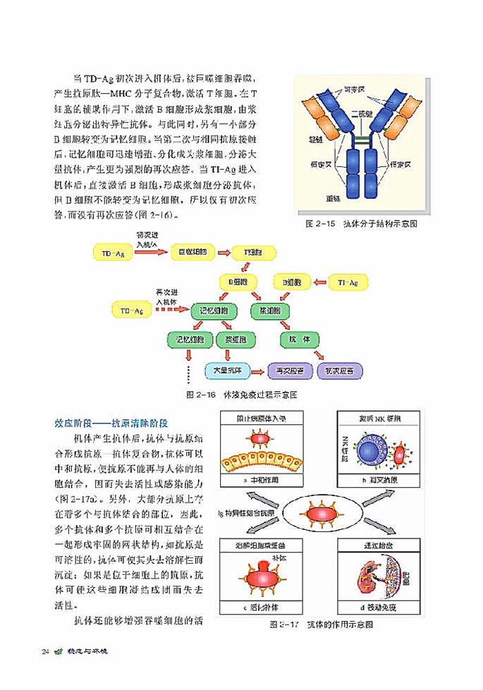 人体免疫与稳态(4)