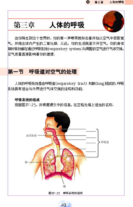 人体的呼吸(2)