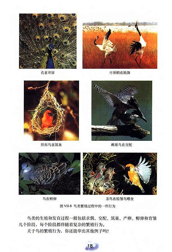 鸟的生殖和发育(3)
