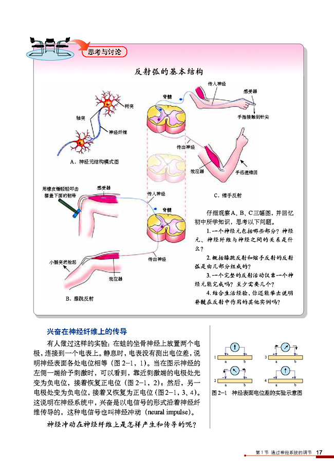 通过神经系统的调节(2)