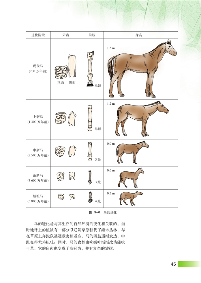 生物进化(4)