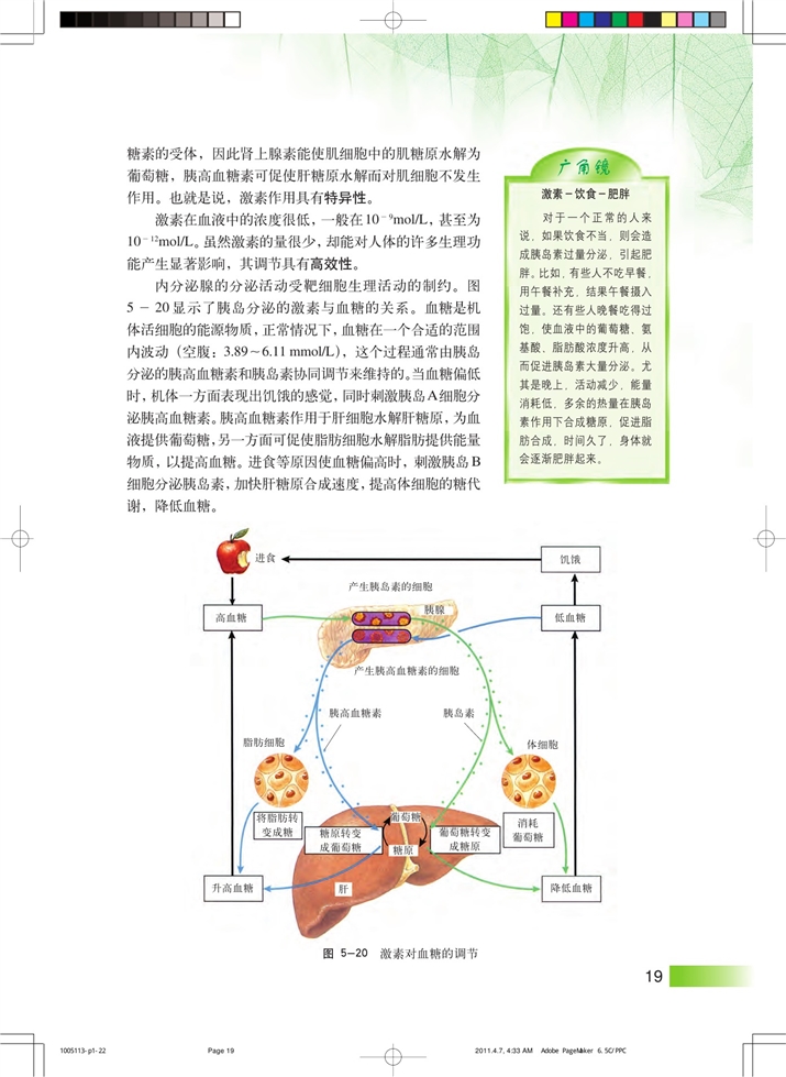 内分泌系统中信息的传递和调节(4)