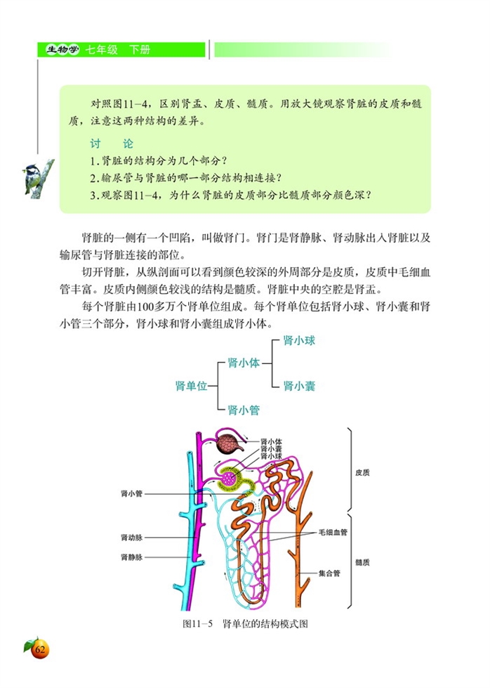 尿的形成与排出(4)