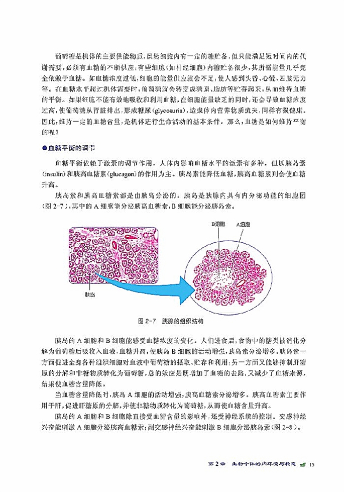 人体的代谢与稳态(6)