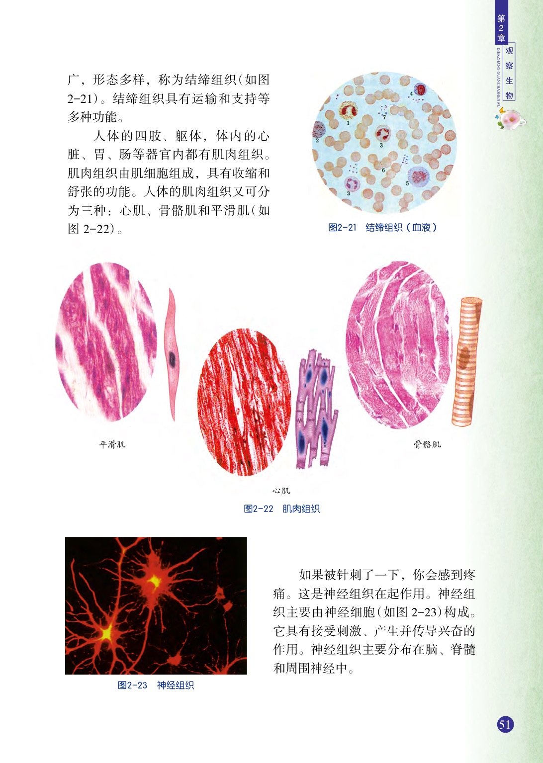 第3節(jié)  生物體的結(jié)構(gòu)層次(5)