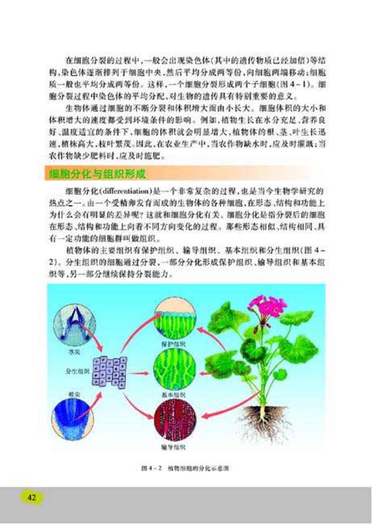 「1」、细胞的分裂与分化