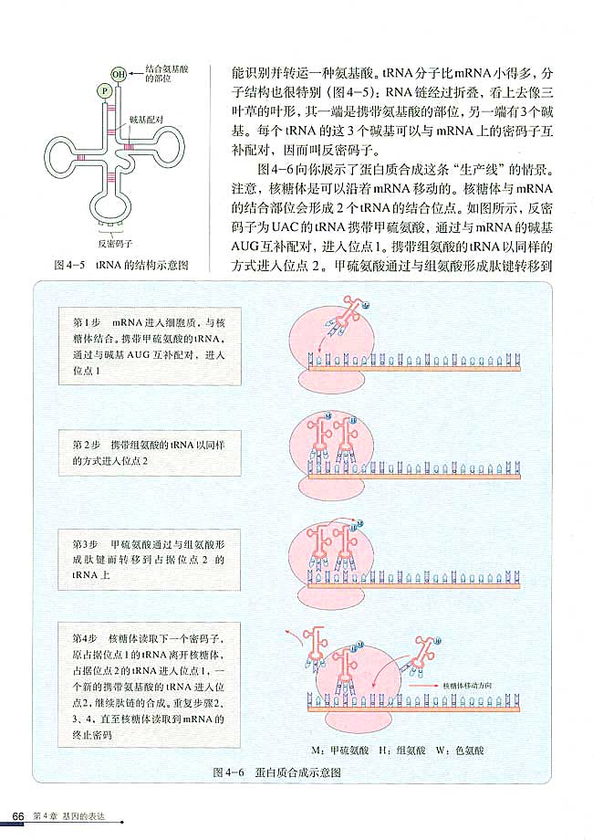 基因指导蛋白质的合成(5)