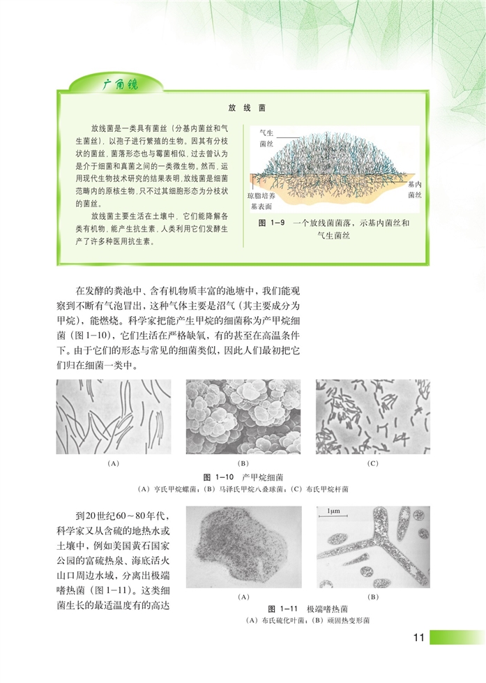 显微镜下的微生物(4)