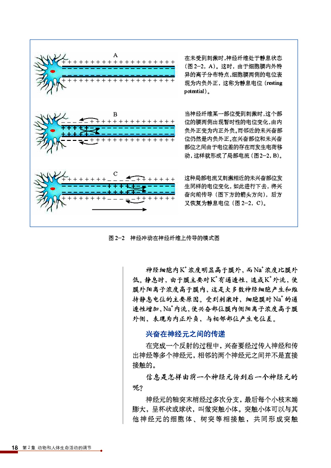 通过神经系统的调节(3)