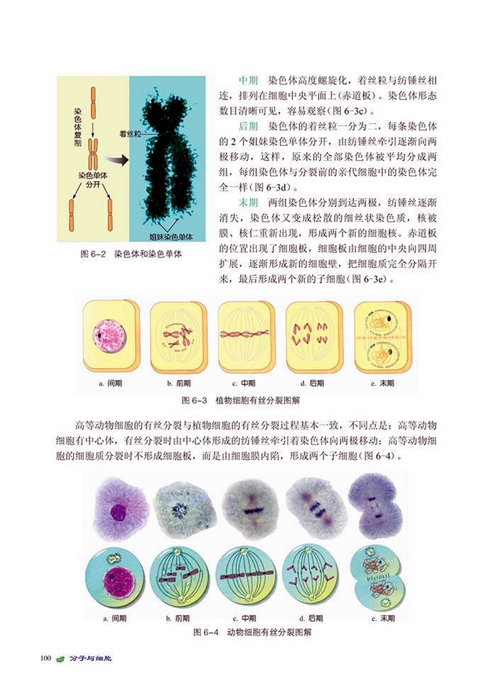 体细胞的分裂(3)