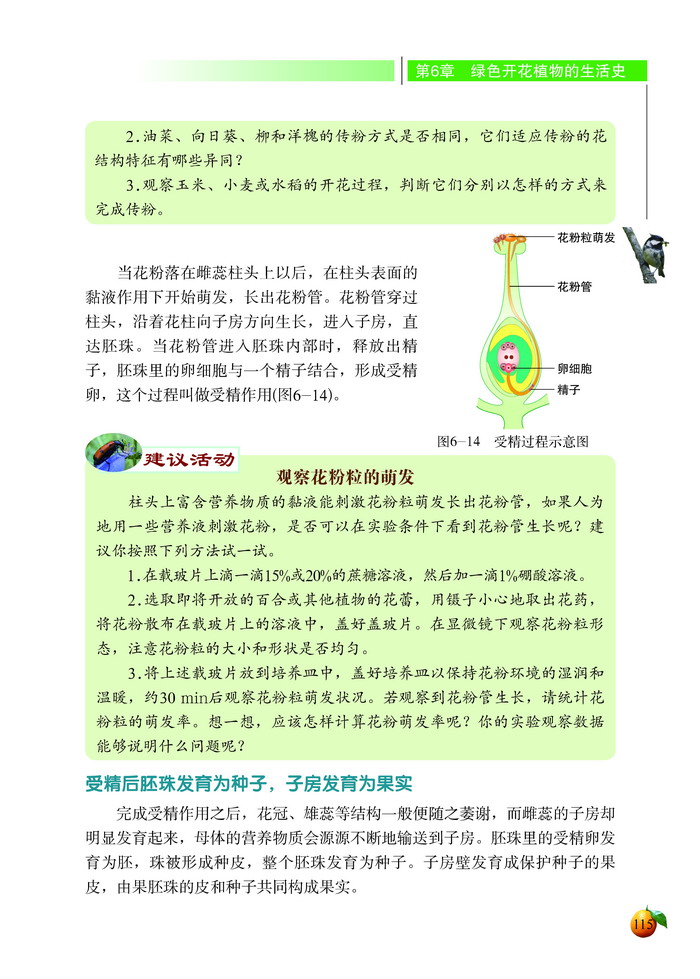 生殖器官的生长(5)