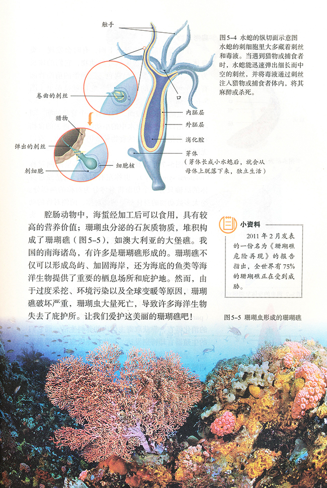 第一节 腔肠动物和扁形动物(3)