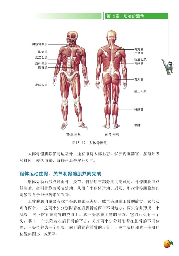 动物运动的形成(8)