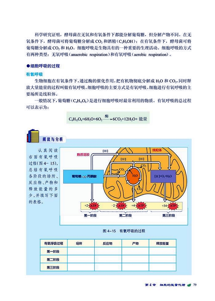 能量转换与释放(4)