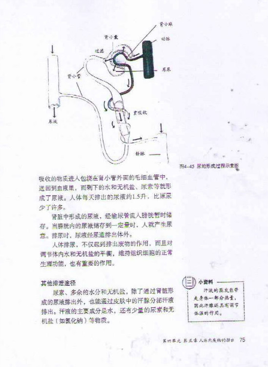 尿的形成和排出(3)