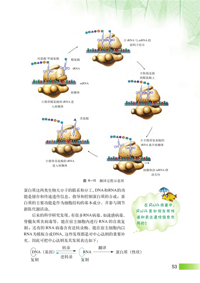 DNA复制和蛋白质合成(7)