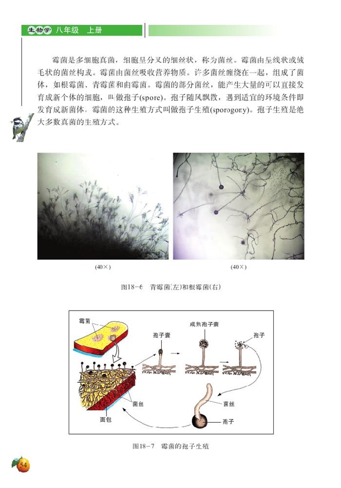 微生物在生物圈中的作用(7)