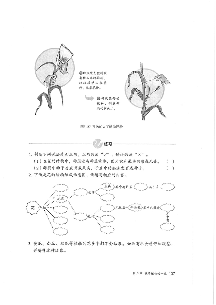 开花和结果(5)