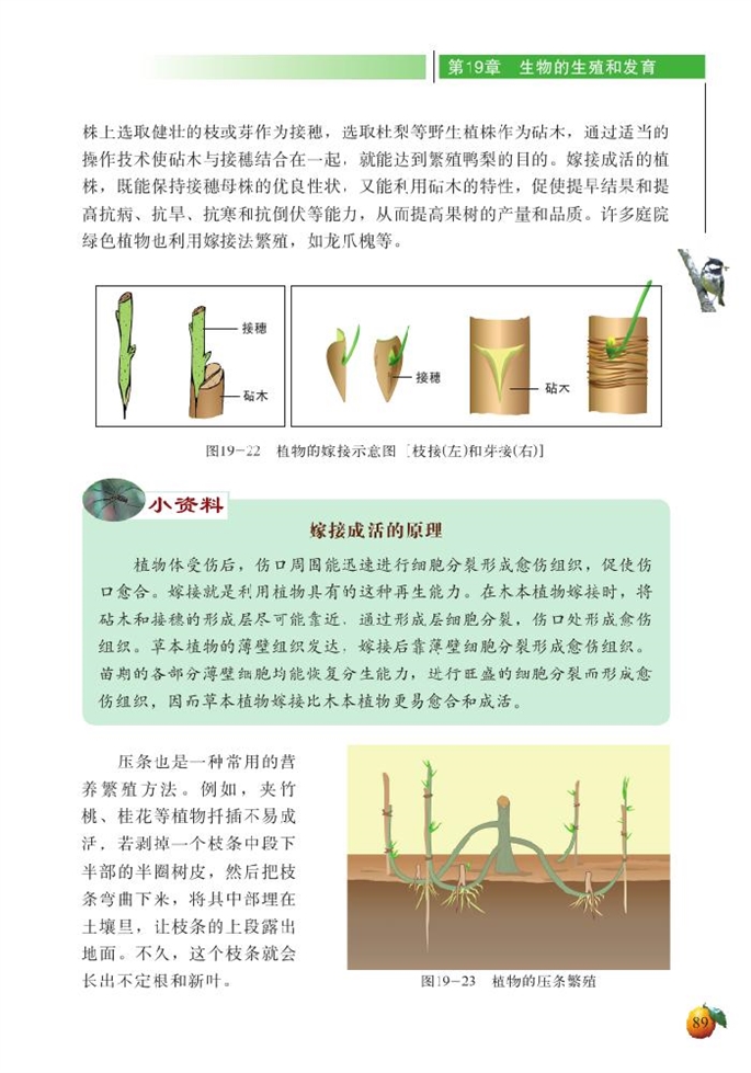 植物的生殖方式(4)