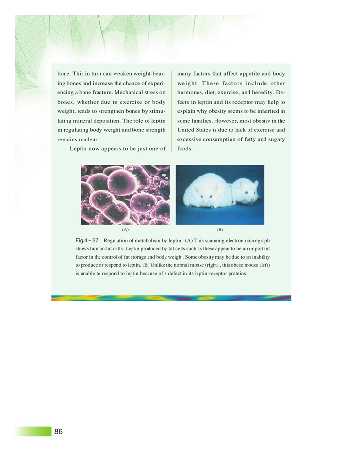 生物体内营养物质的转变(5)