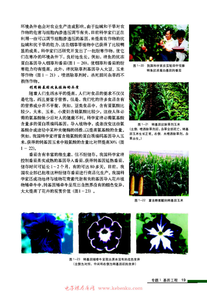 「1」.3 基因工程的应用(3)