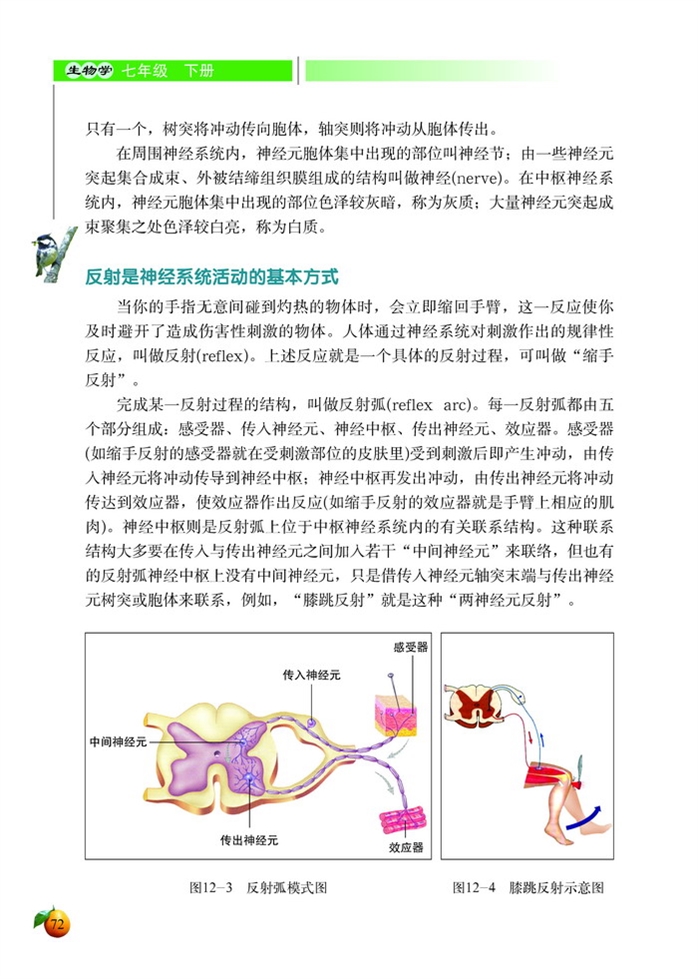 神经系统与神经调节(5)