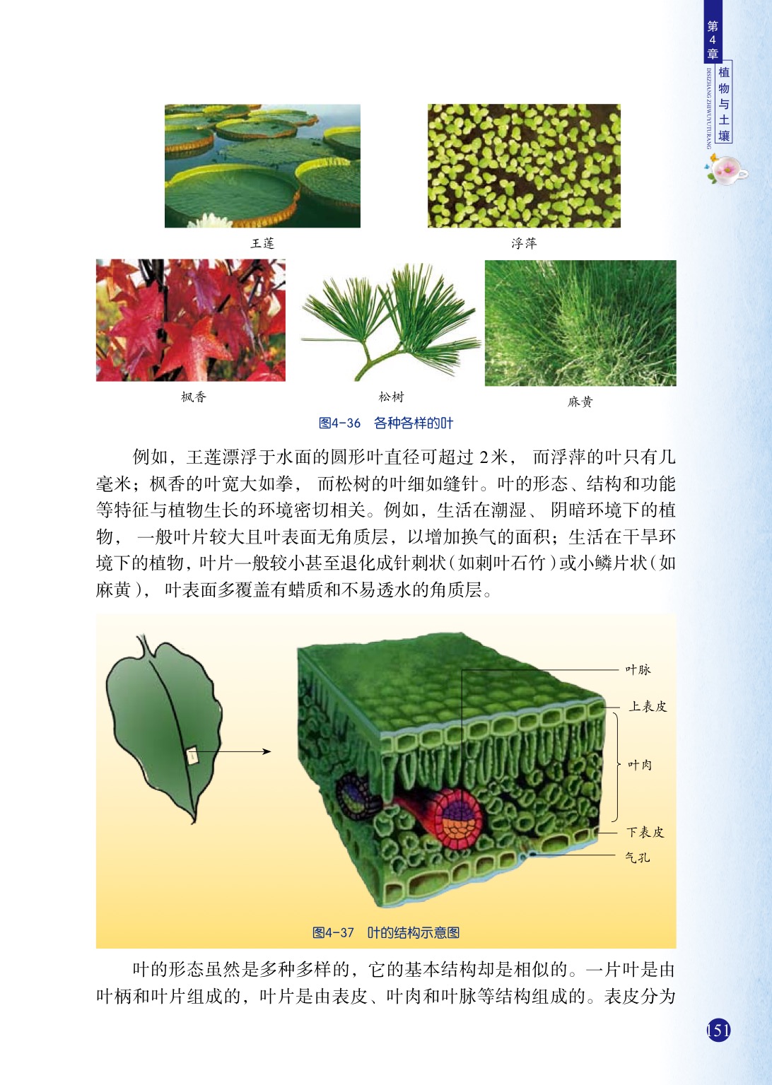 「5」 植物的叶与蒸腾作用(2)