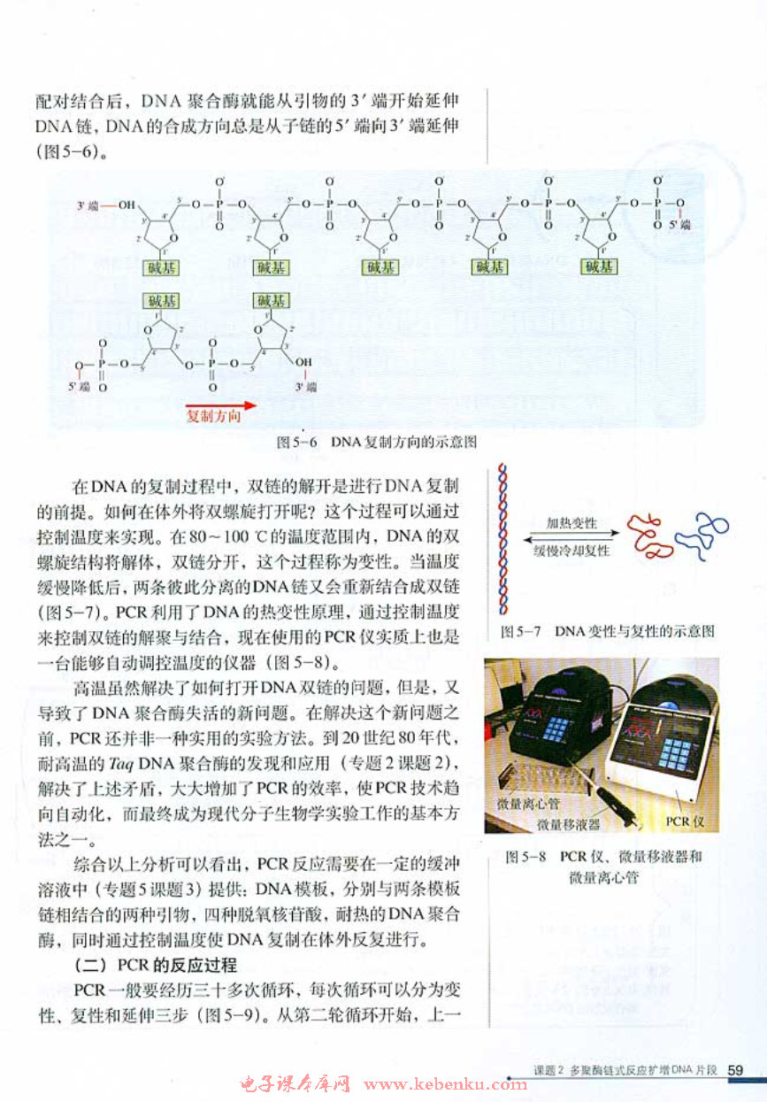 课题2 多聚酶链式反应扩增DNA片段(2)