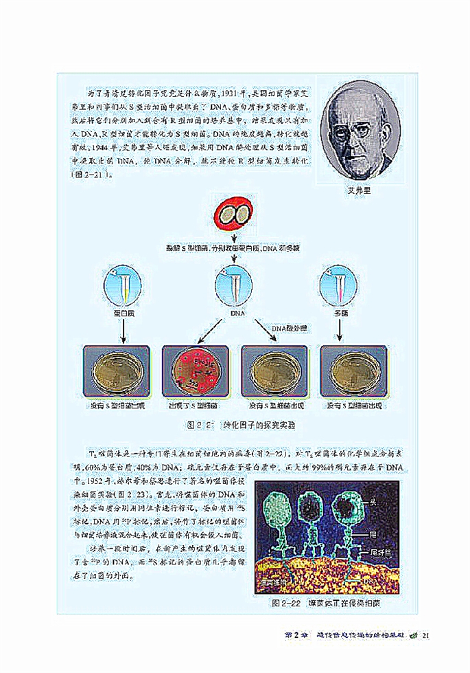 DNA贮存遗传信息(3)