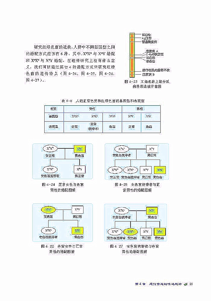 伴性遗传(5)