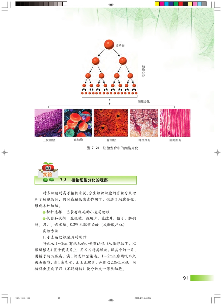 细胞分化和植物细胞的全能性(2)