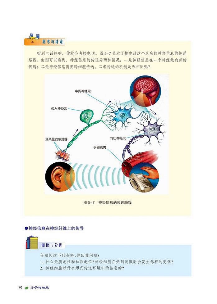 神经信息的传送(2)