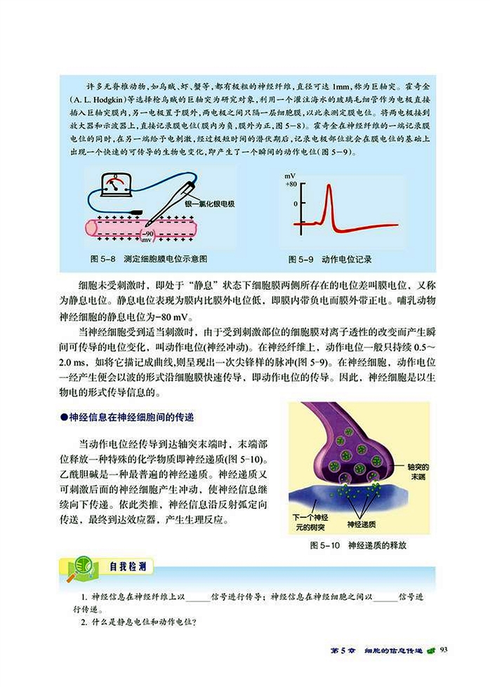 神经信息的传送(3)