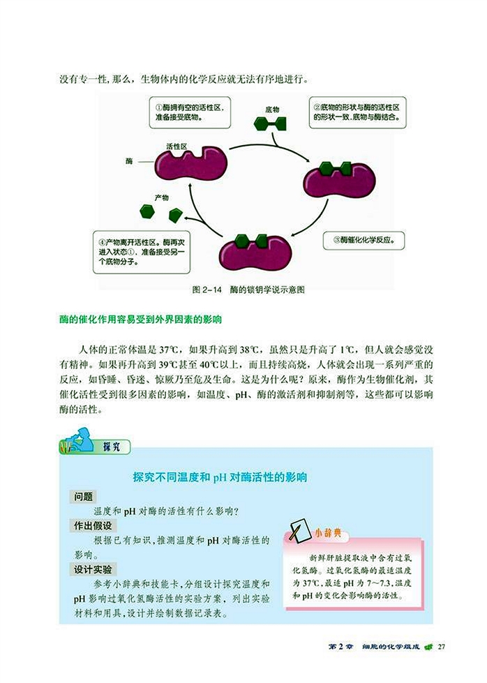 生物大分子(11)