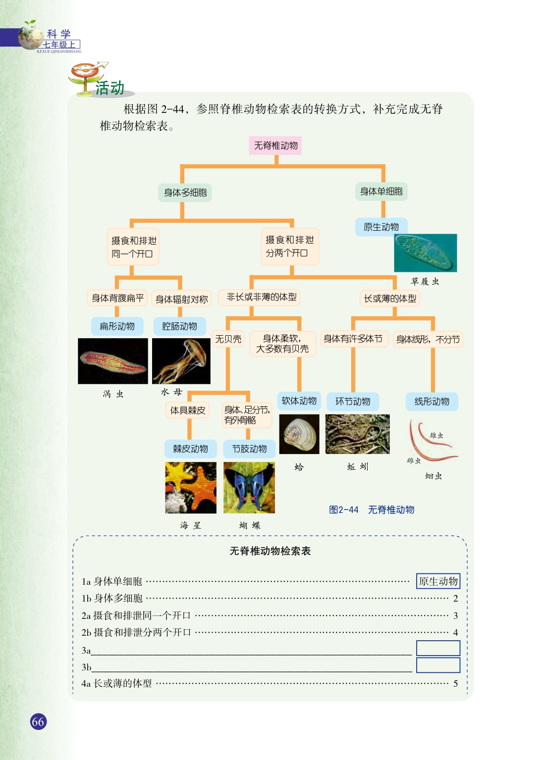 第4節(jié)  常見的動(dòng)物(11)