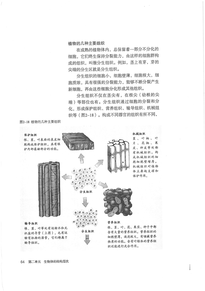 植物体的结构层次(2)