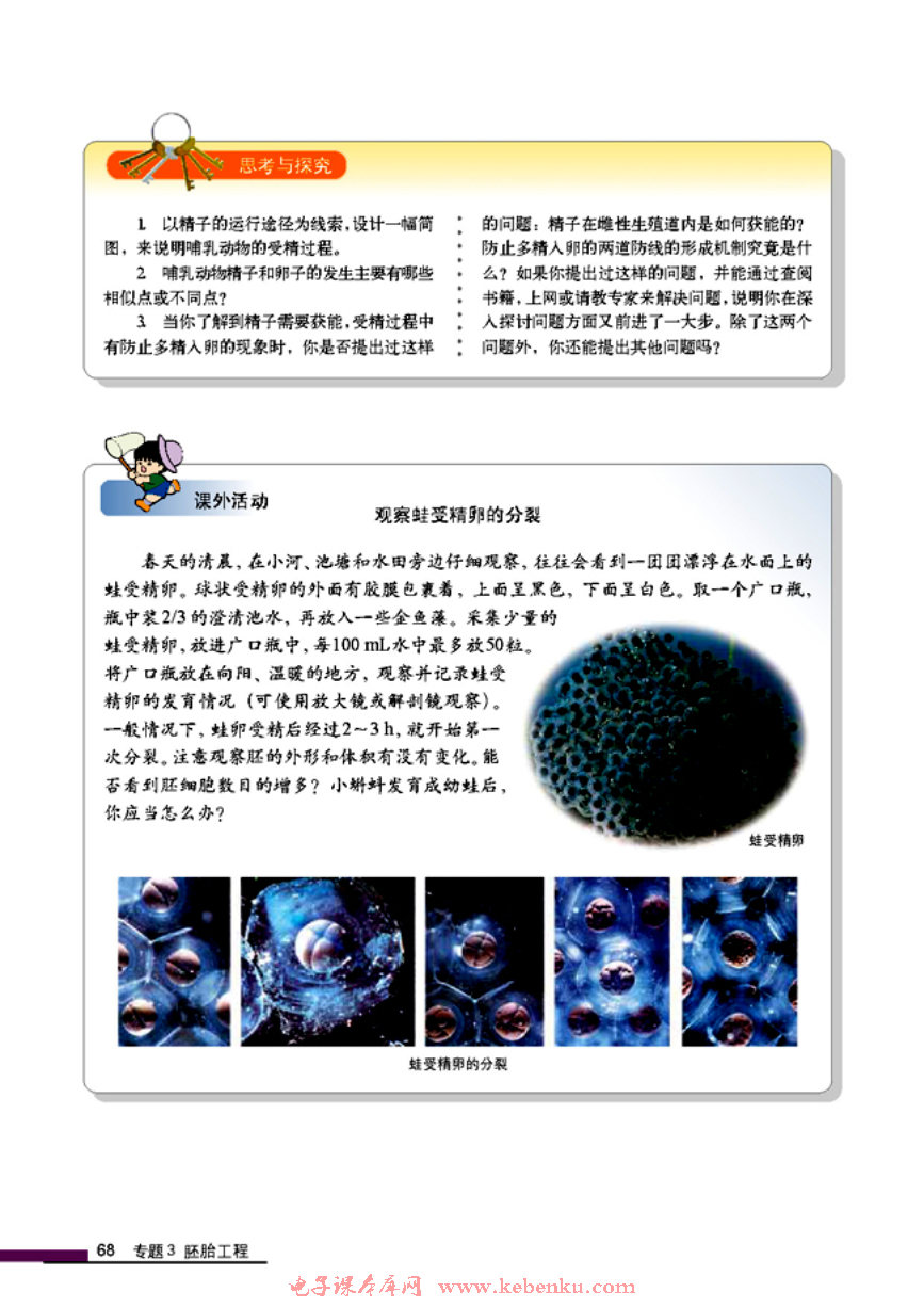 「3」.1 体内受精和早期胚胎发育(8)