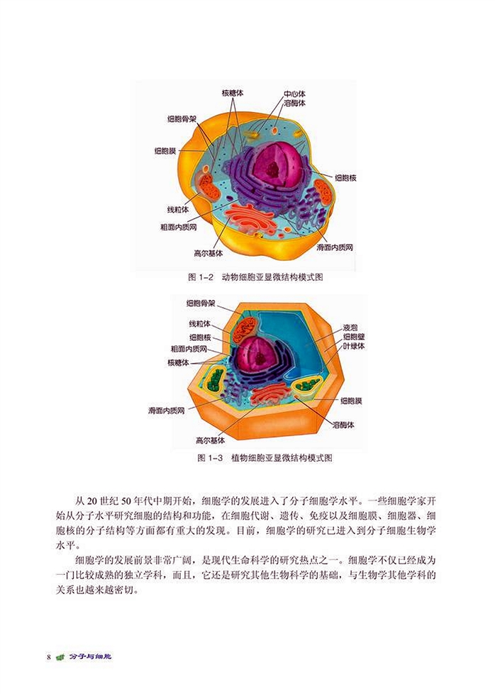 对细胞的深入探索(2)