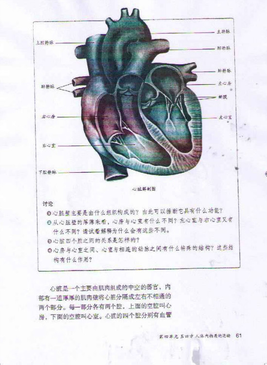 心脏的结构和功能