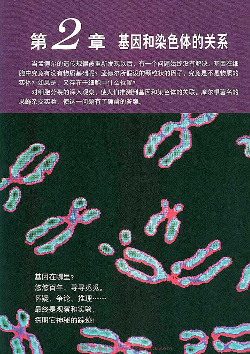 第2章 基因和染色体的关系