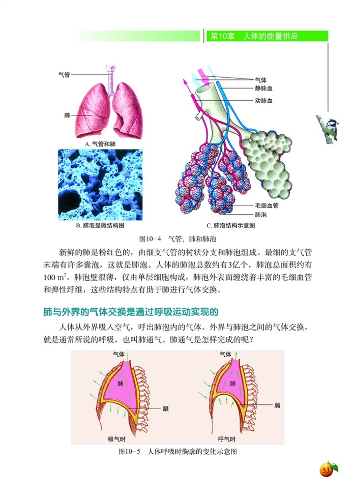 人体细胞获得氧气的过程(2)