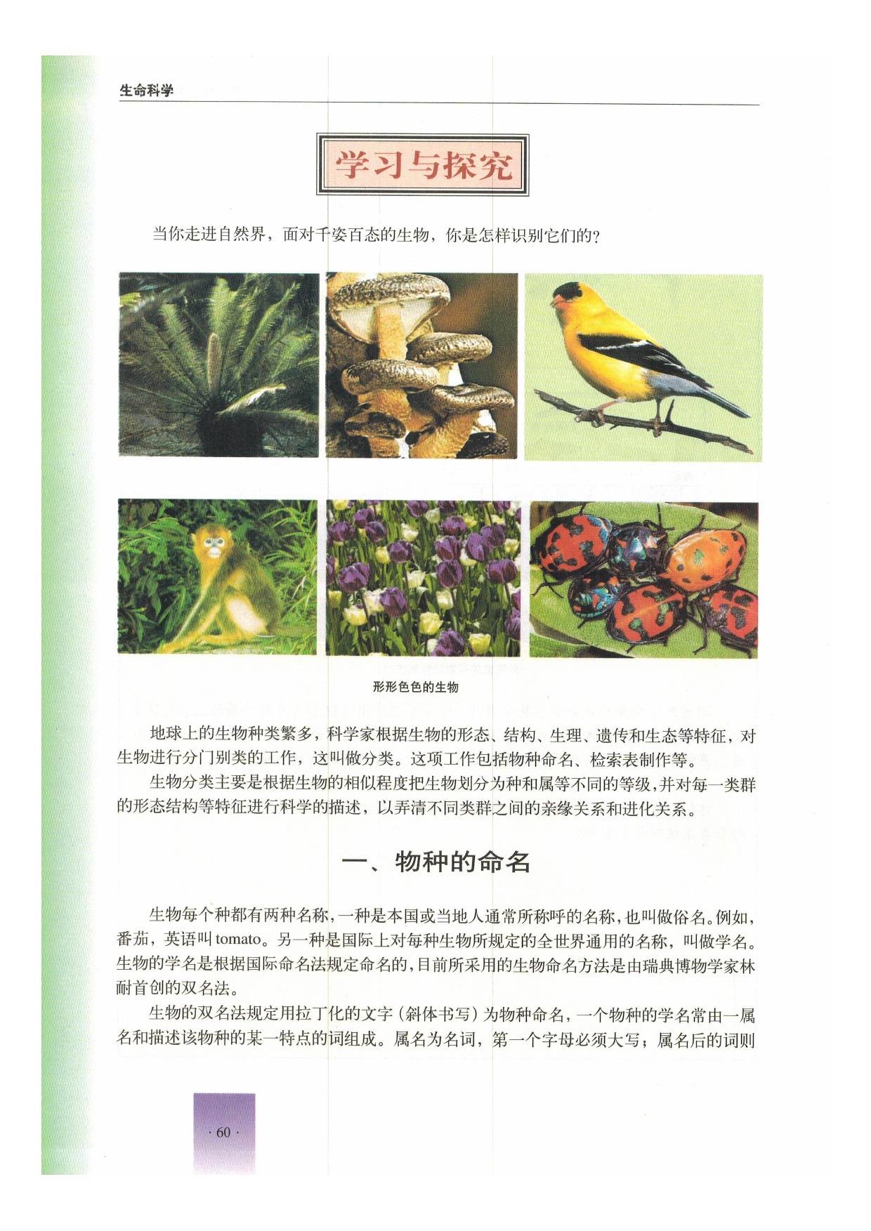 第四节 生物的分类(3)