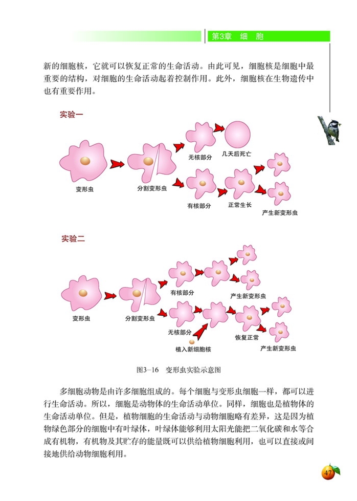 细胞是生命活动的单位(5)