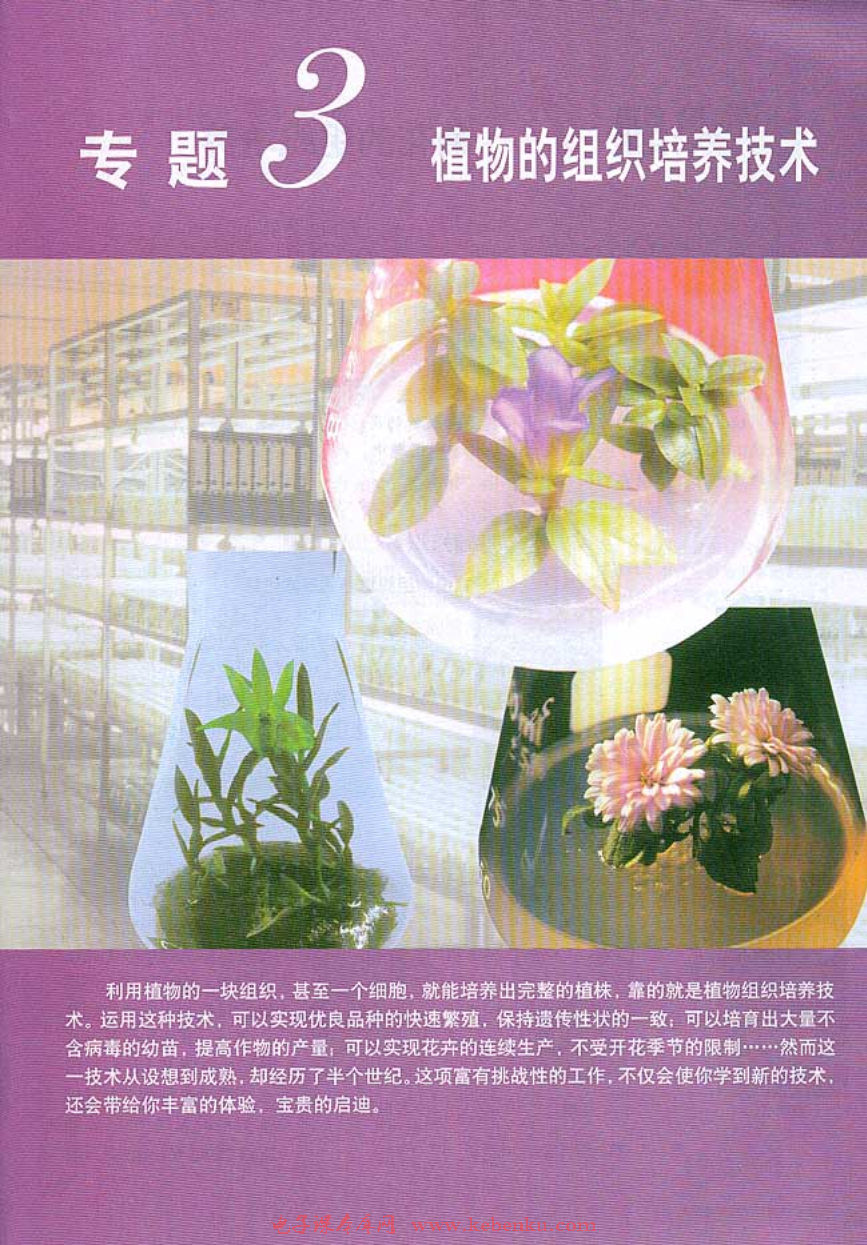 专题3 植物的组织培养技术