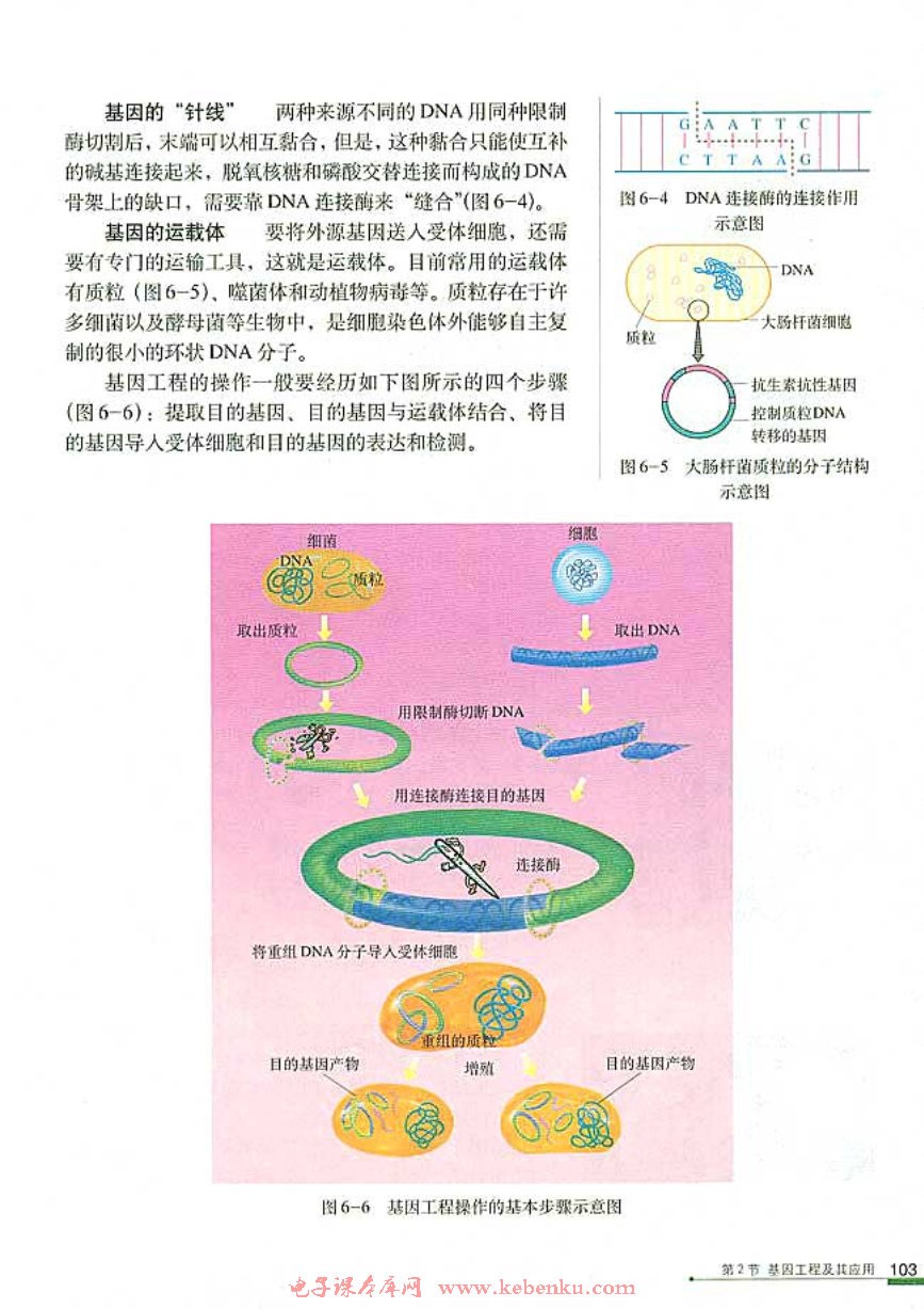 第2节 基因工程及其应用(6)